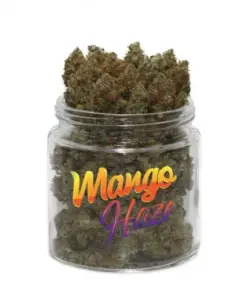 Mango Haze
